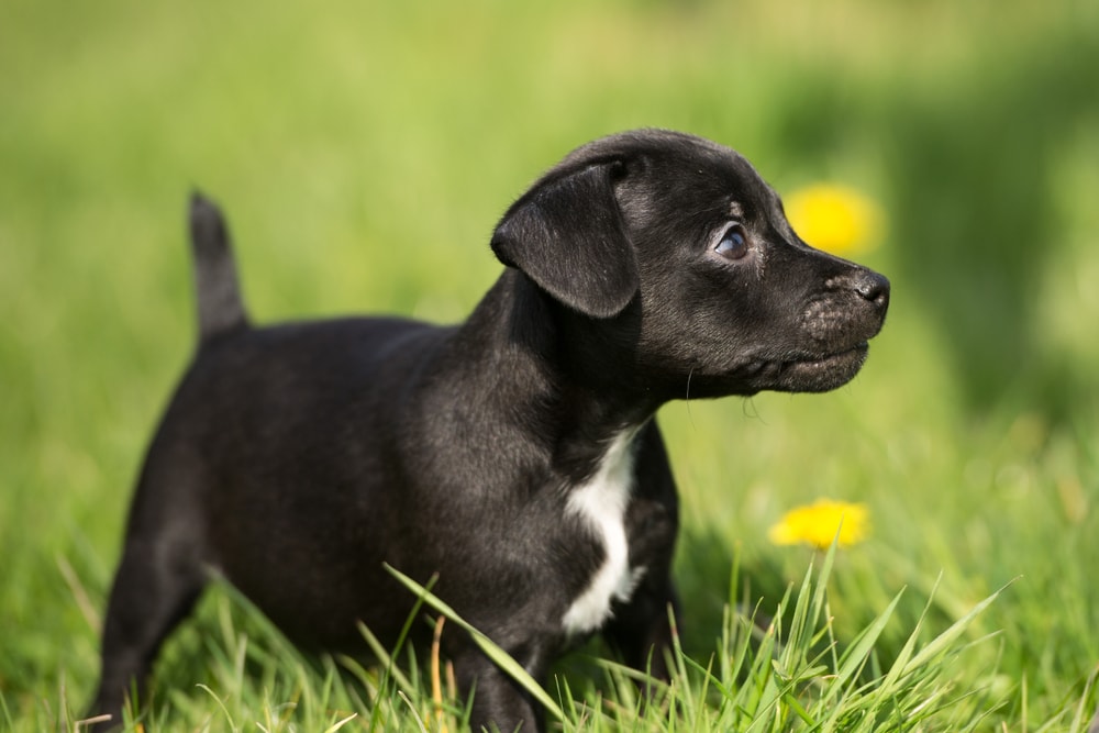 Black Patterdale Terrier Puppy in the spring grass