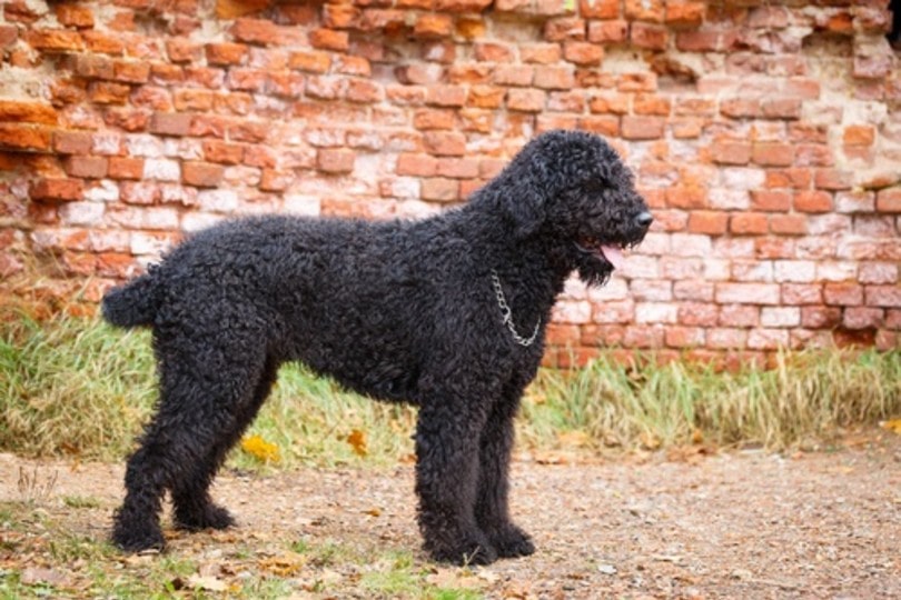 Black Russian Terrier