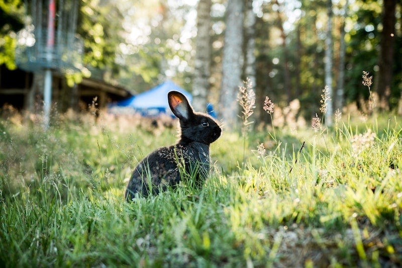 Black Satin Rabbit in the grass
