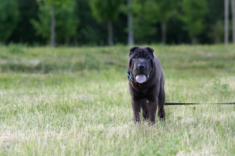 Black Shar pei tongue color blue sticking out