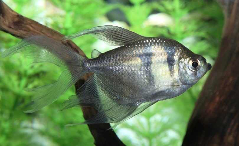 Black Skirt Tetra