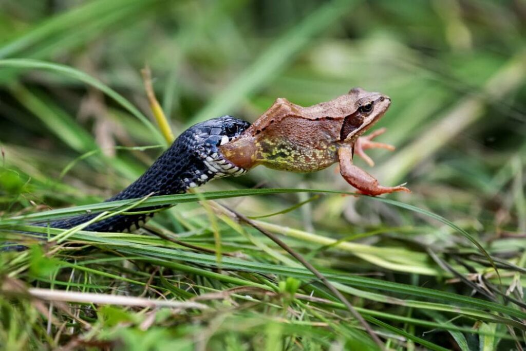 Black Snake Eating frog_Volodymyr Burdiak_Shutterstock