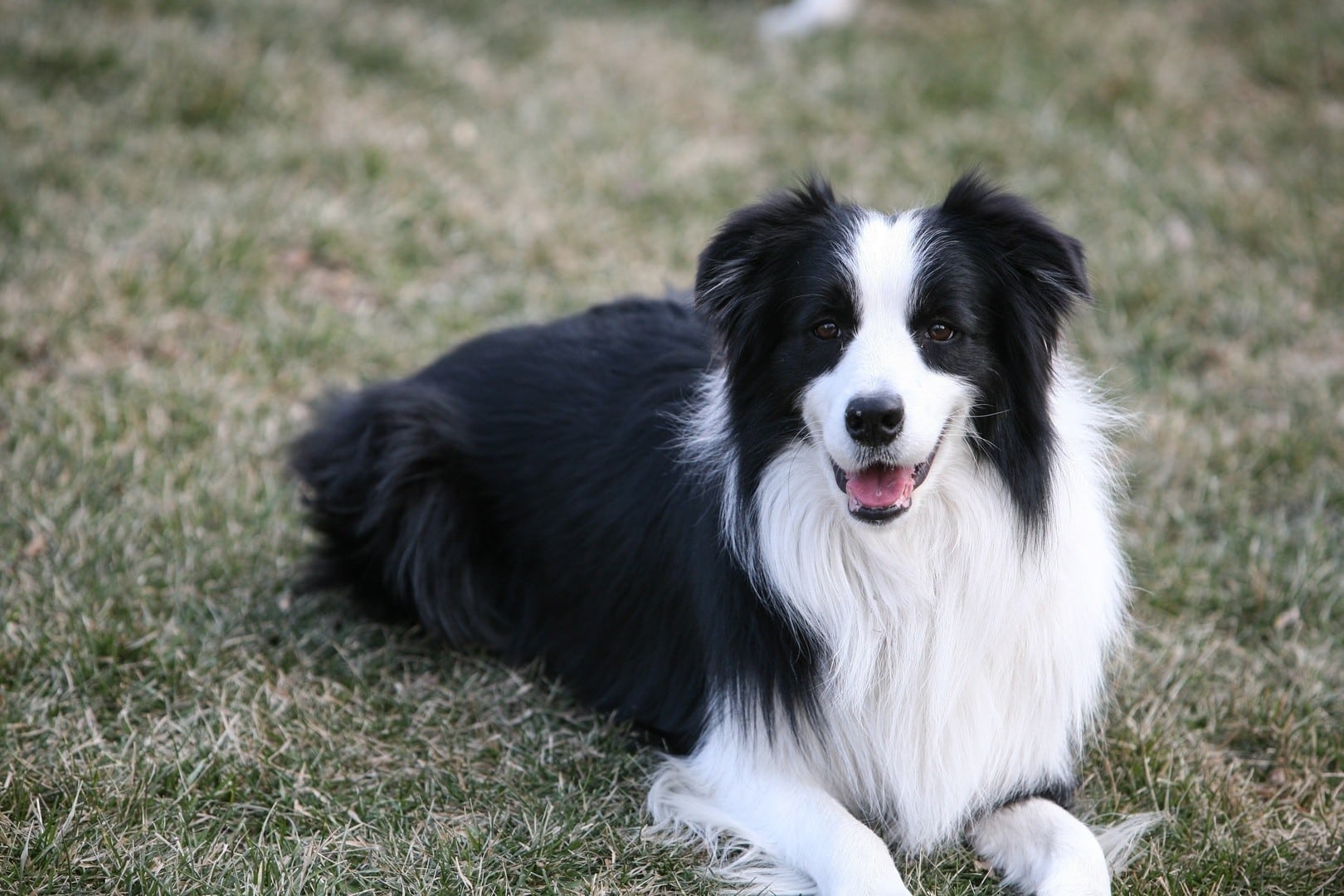 Black & White Border Collie