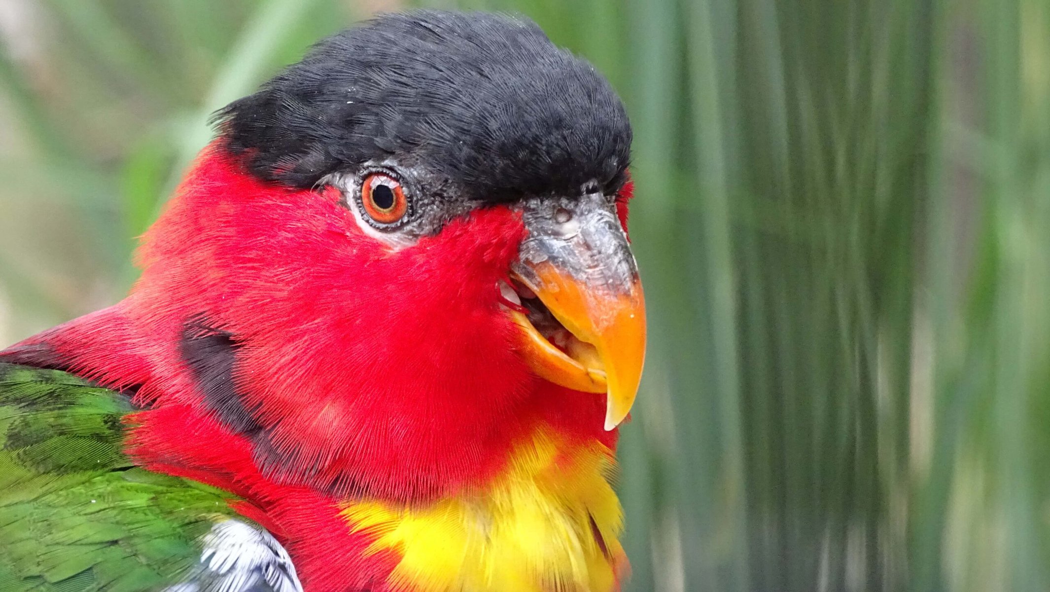Black-Winged Lory