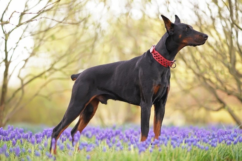 Black tan Doberman