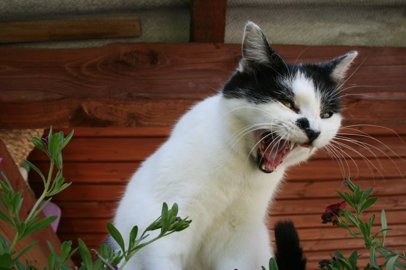 Black and white cat meowing about something