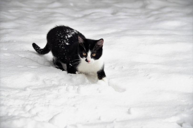 Black and white cat walking in deep snow