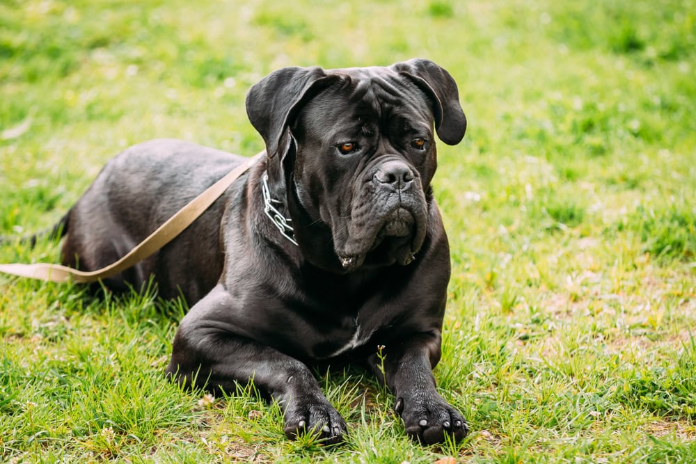 Black cane corso laying on the grass