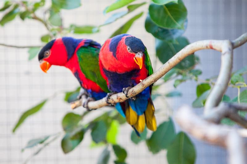 Black-capped lory (Lorius lory)