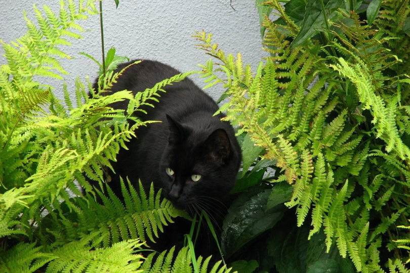 Black cat among fern plants