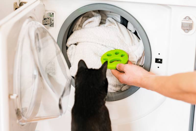Black cat looking at laundry machine with green rubber pet hair remover