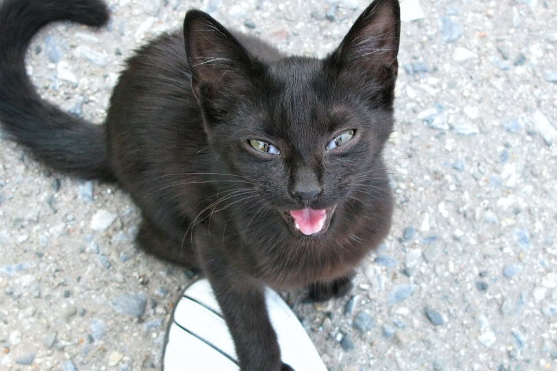 Black cat meowing at person