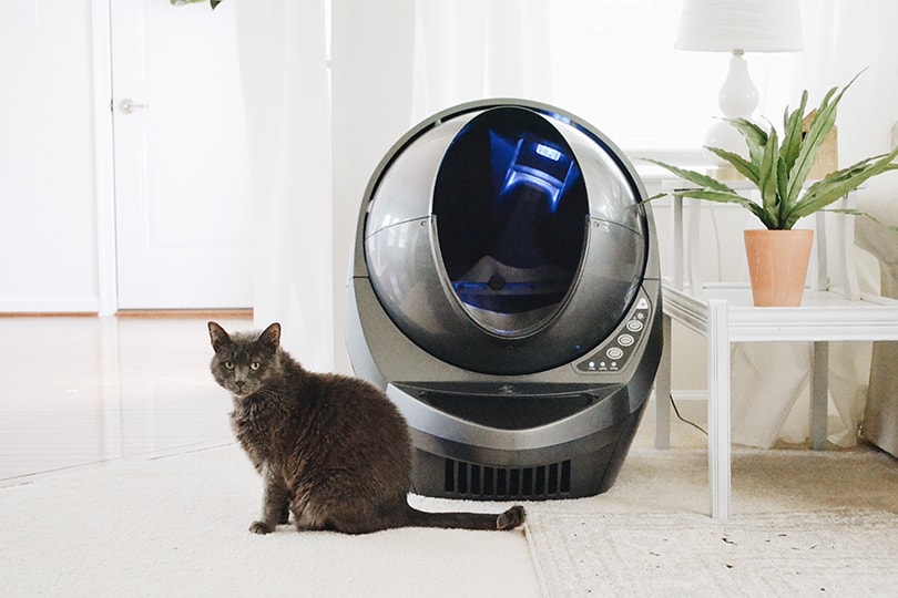 Black cat sitting near Grey Litter-Robot