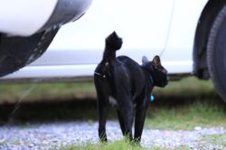 What Age Do Cats Start Spraying? Vet-Approved Tips and What to Do About