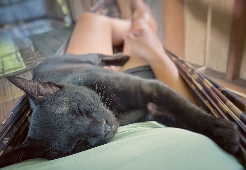 Black cat taking a nap on a person