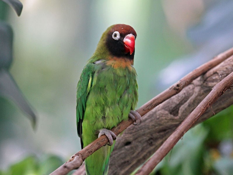 Black-checked Lovebird