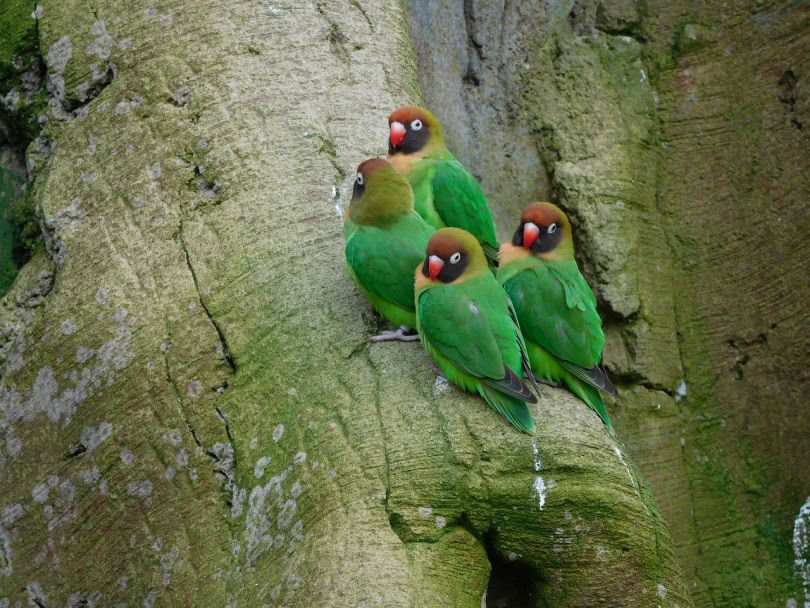 Black-cheeked lovebirds