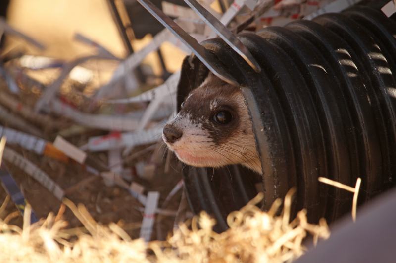 Black footed ferret hiding