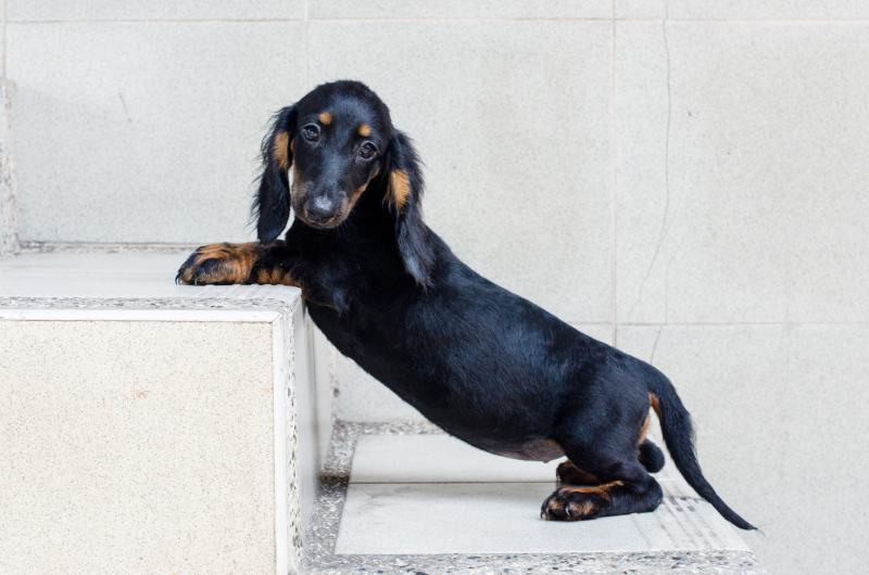 Black furry dachshund puppy climbing up on a stair