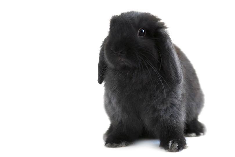 Black-holland-lop-bunny-rabbit_Elena-Elisseeva_shutterstock