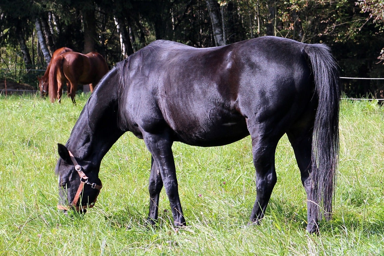 Black horse eating grass