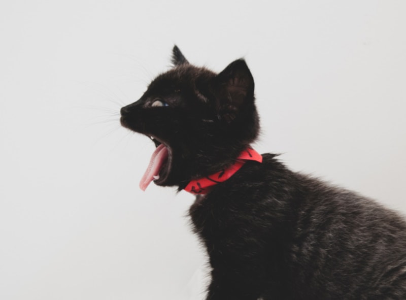 Black kitten with tongue sticking out