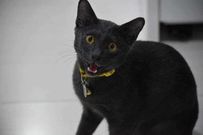 Black kitten with yellow eyes