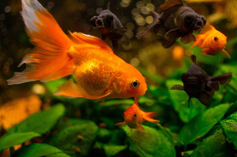 Black moor goldfish and common goldfish in home freshwater aquarium