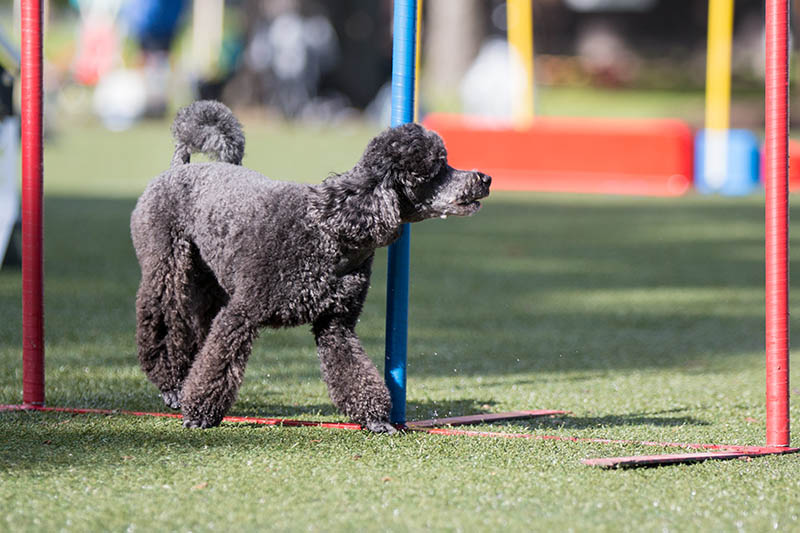 Black moyen poodle training
