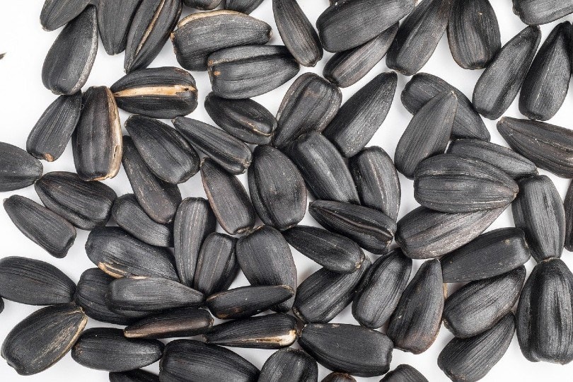 Black oil sunflower seeds