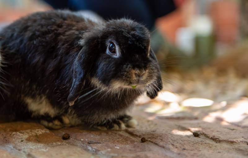 Black otter holland lop rabbit