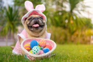 How to Plan an Easter Egg Hunt for Your Dog: 5 Vet-Verified Tips ...