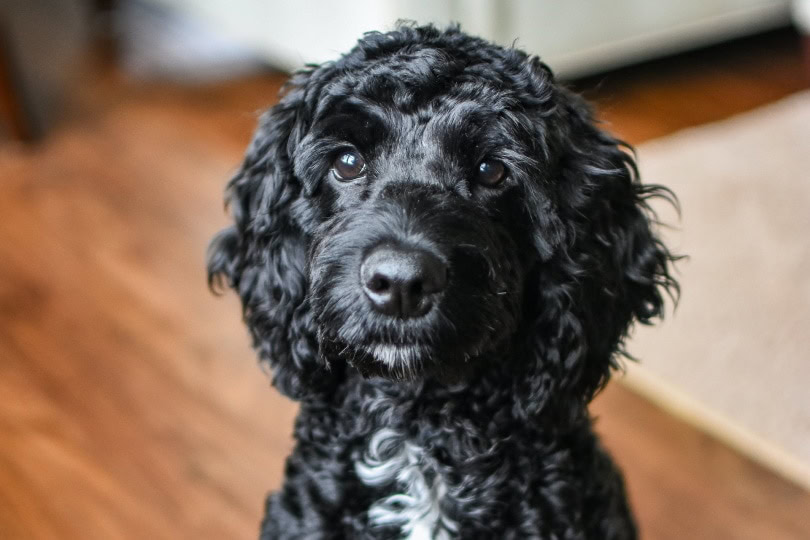 Black toy poodle sitting