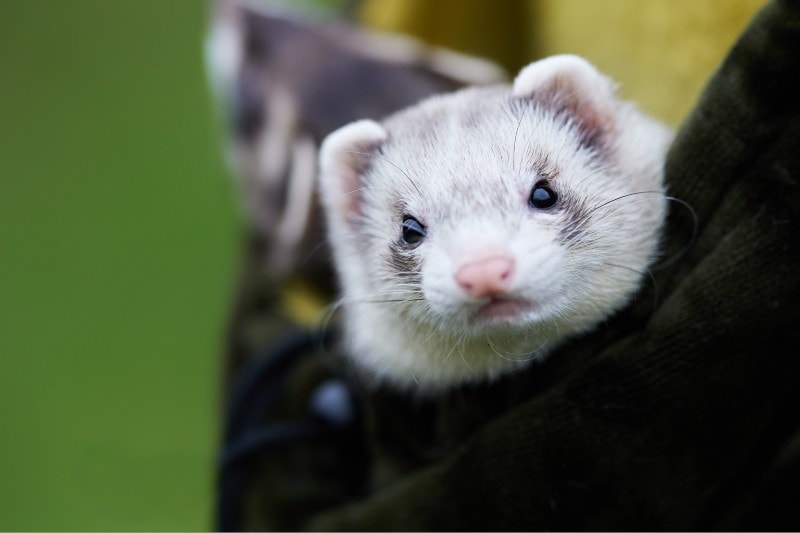 Blaze Ferret is hiding inside a bag