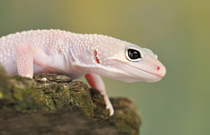 Blazing Blizzard leopard gecko