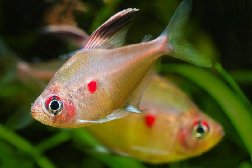 Bleeding Heart Tetra