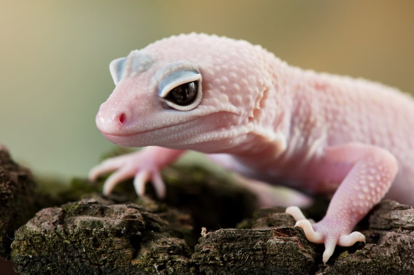 Blizzard leopard gecko