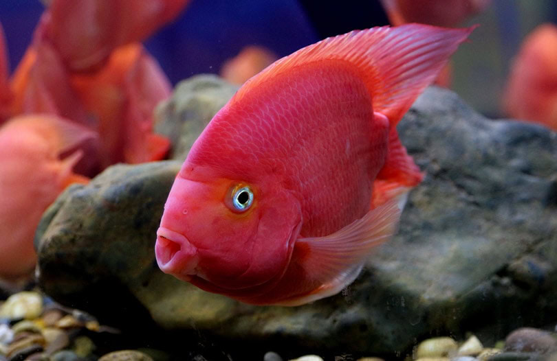 Blood Parrot Cichlid