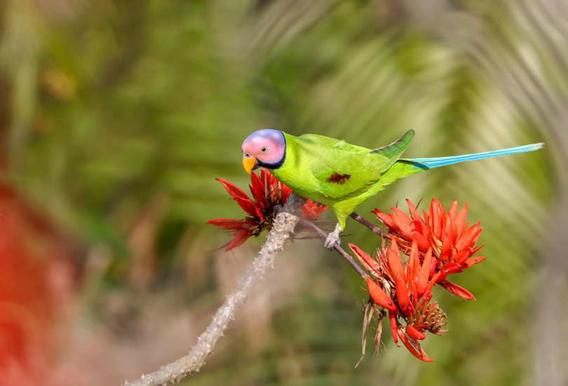 Blossom-headed Parakeet