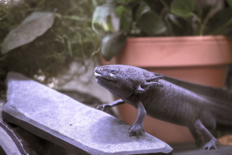 Blue Axolotl standing guard on rock in aquarium