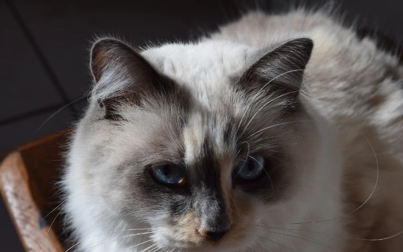Blue Cream Point Ragdoll cat
