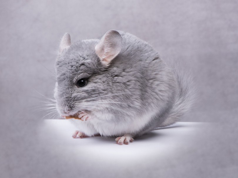 Blue Diamond Chinchilla