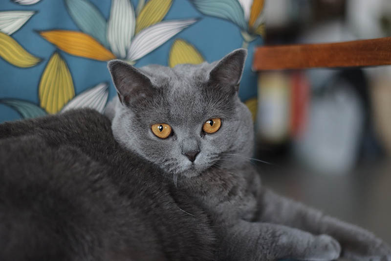 Blue Gray British Shorthair Cat
