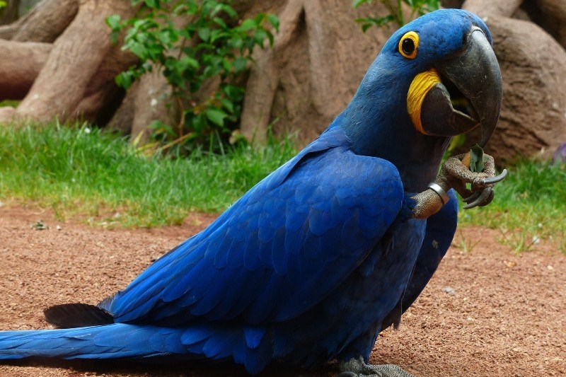Blue Hyacinth Macaw