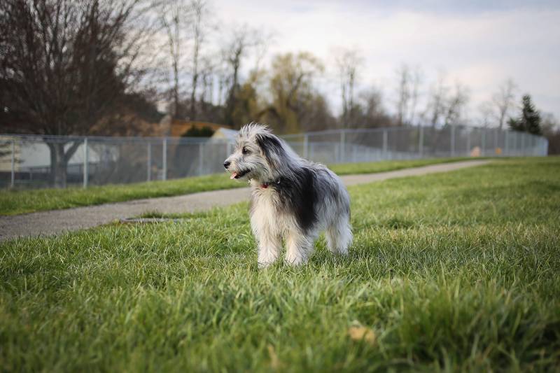 Blue Merle Mini Aussiedoodle Puppy