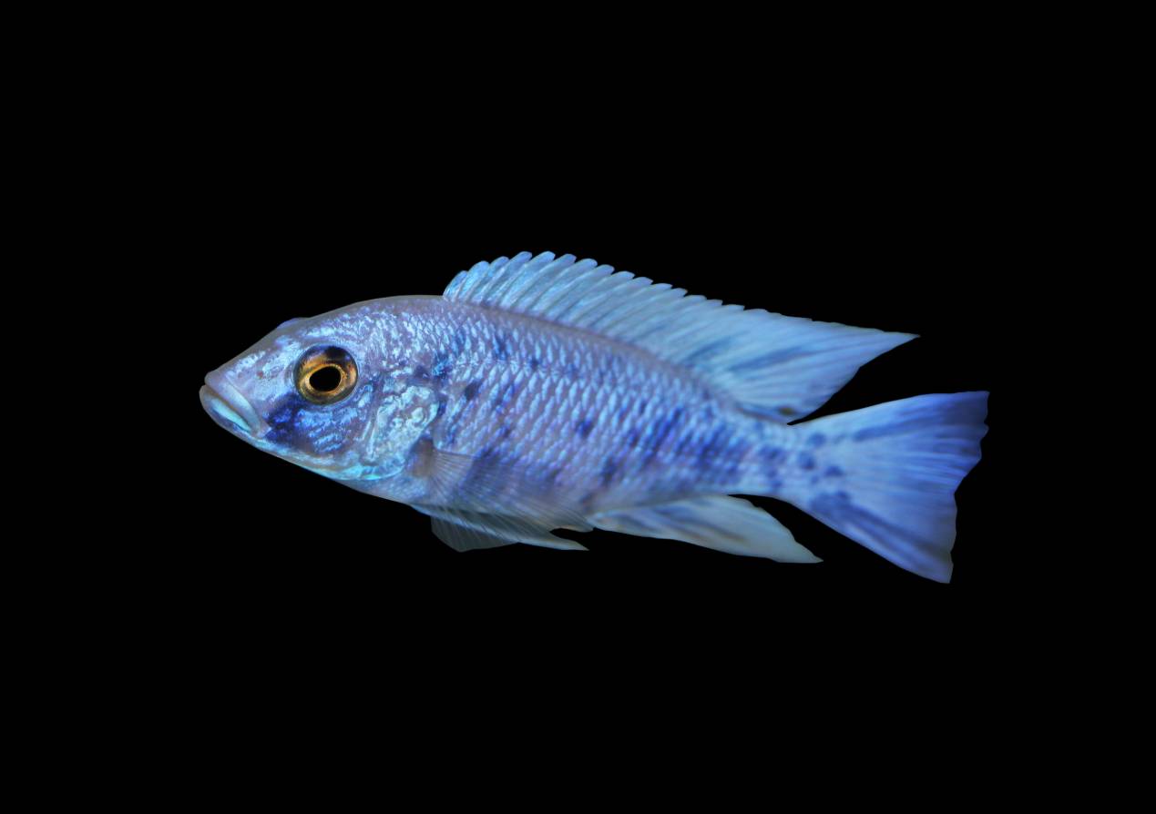 Blue Neon Cichlid