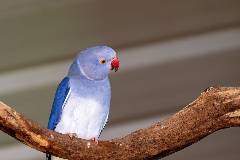Blue Parakeet