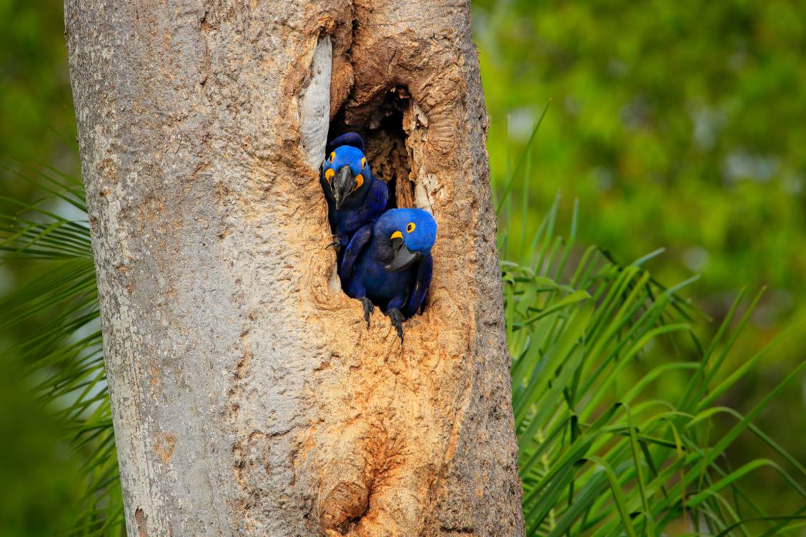 Blue Parrot Protecting the nest_ Ondrej Prosicky_Shutterstock
