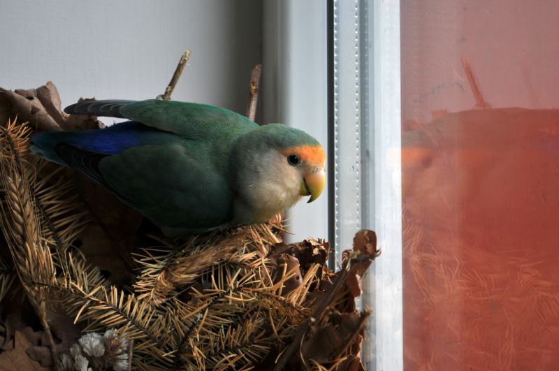 Blue Peach Faced Lovebird making nest