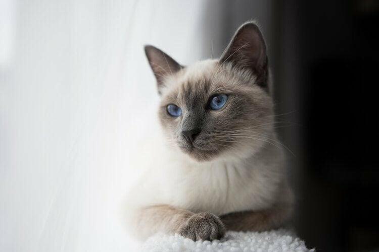 blue-point-siamese-8186588